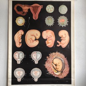 Embryonic development - School Chart