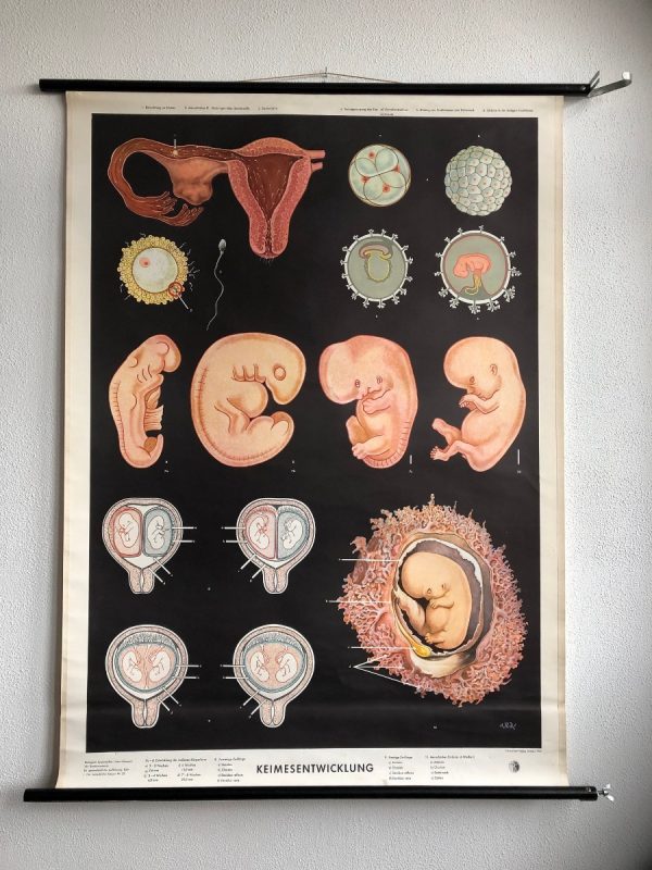 Embryonic development - School Chart