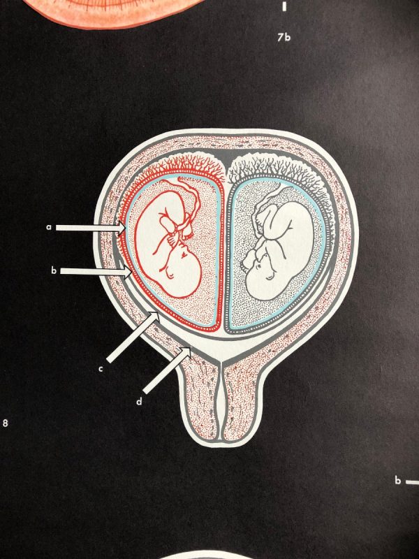 Embryonic development - School Chart - Image 8
