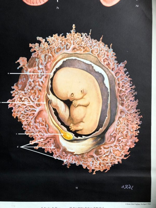 Embryonic development - School Chart - Image 7