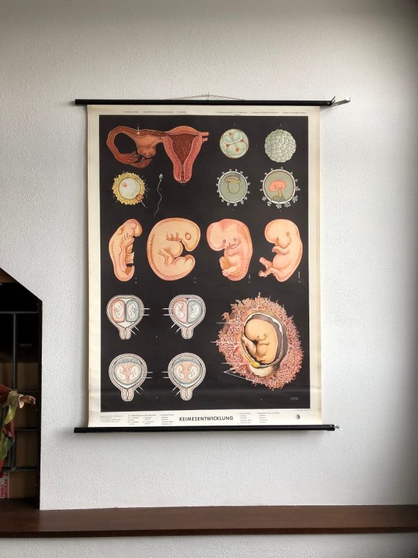 Embryonic development - School Chart - Image 11