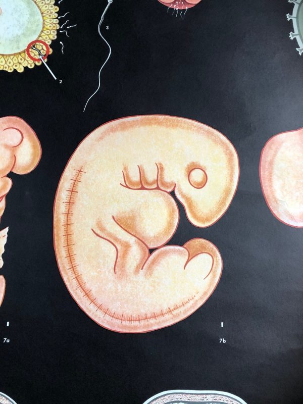 Embryonic development - School Chart - Image 9