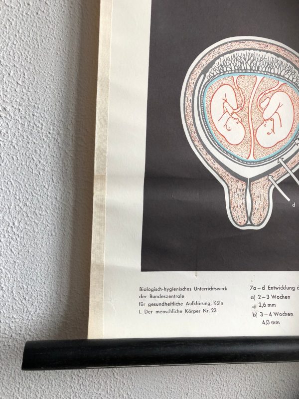 Embryonic development - School Chart - Image 5