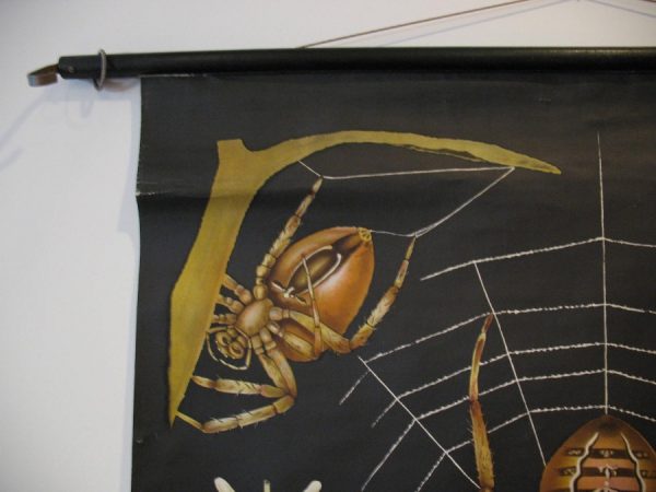 Spider - School Chart - Image 3