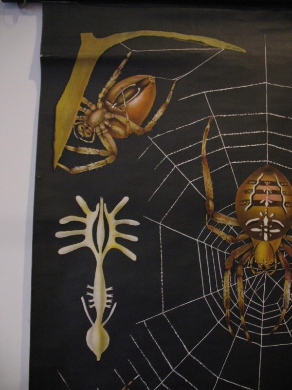 Spider - School Chart - Image 4