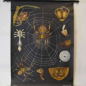 Spider - School Chart