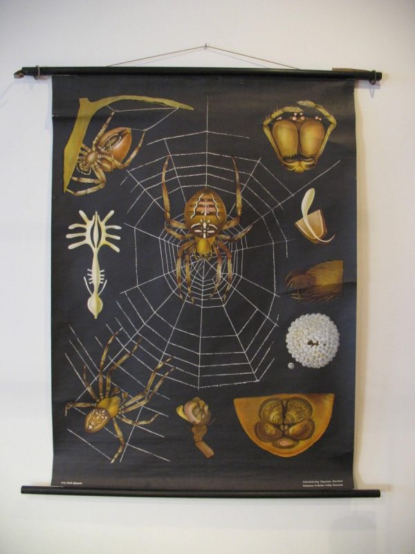 Spider - School Chart