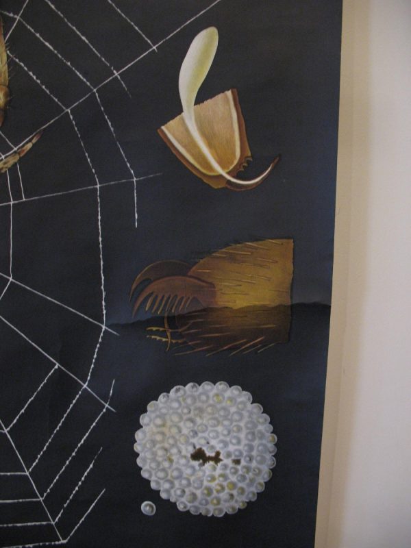 Spider - School Chart - Image 7
