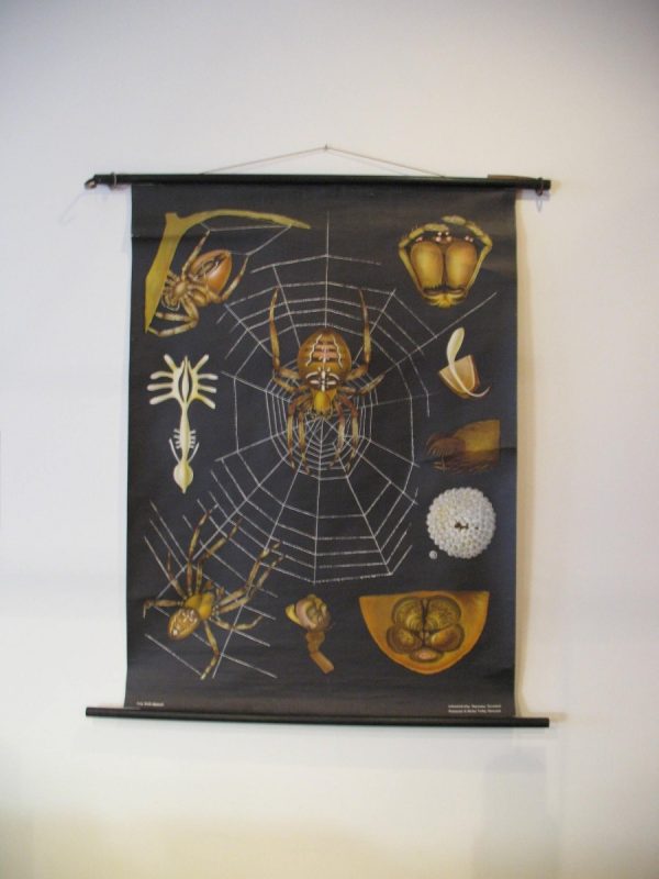 Spider - School Chart - Image 9