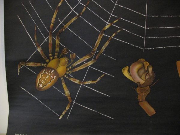 Spider - School Chart - Image 10