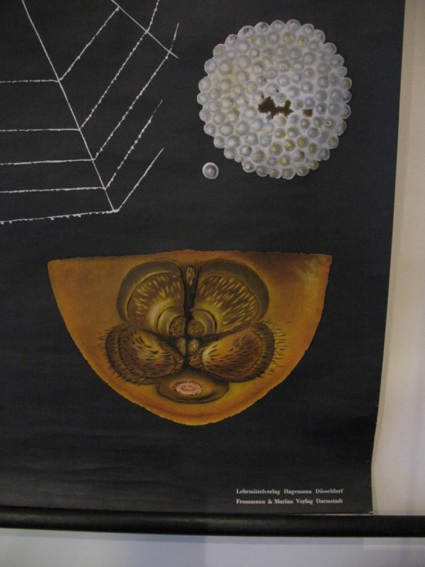 Spider - School Chart - Image 11